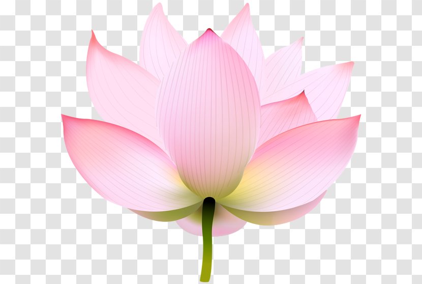 Nymphaea Nelumbo Image Clip Art Transparency - Pink - Lotus India Flower Transparent PNG