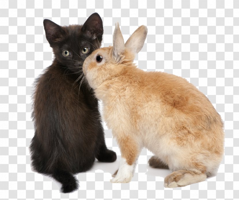 Desktop Wallpaper Kitten Cat Clip Art - Rabbit Transparent PNG