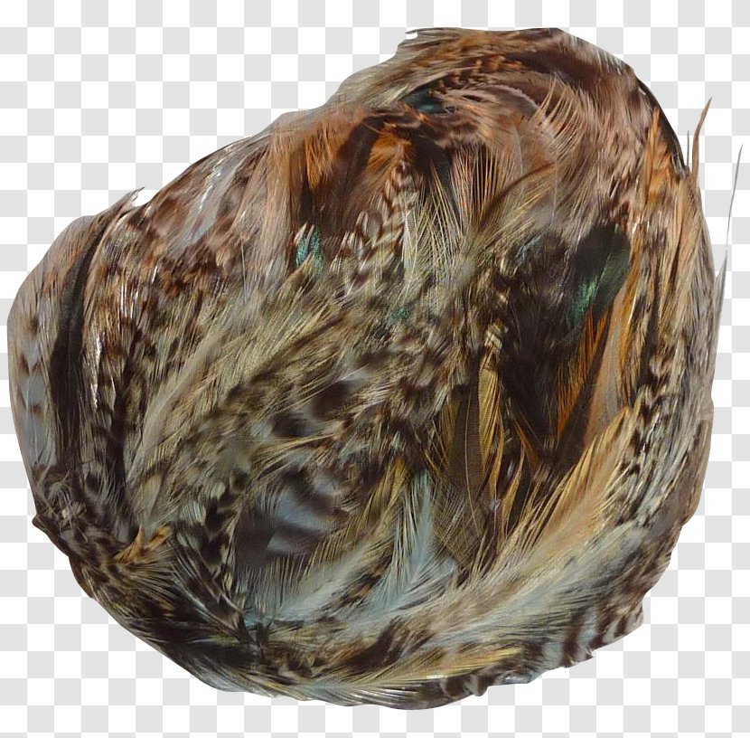 Mussel Clam - Feather Transparent PNG