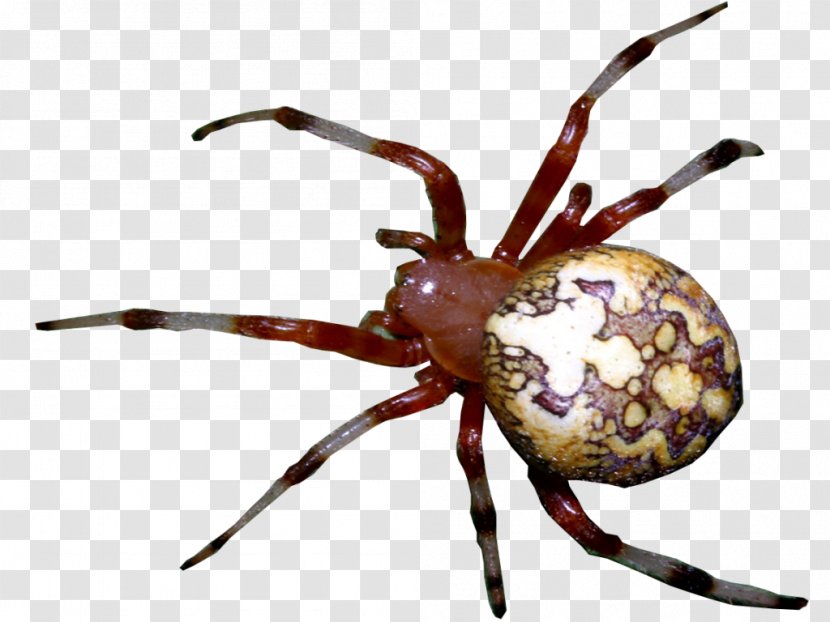 European Garden Spider Widow Spiders Animal Arthropod Transparent PNG