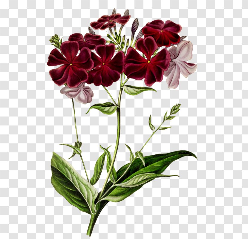 Cut Flowers Tile Plants Petal - Phlox Flower Transparent PNG