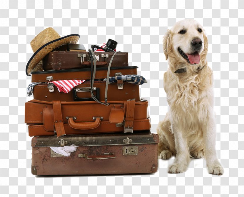 Golden Retriever Labrador Beagle Rhodesian Ridgeback Puppy - Luggage And Dog Transparent PNG