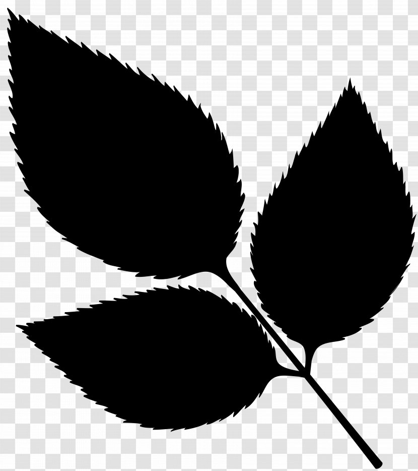 Leaf Clip Art Plant Stem Line Pattern - Botany - Flowering Transparent PNG