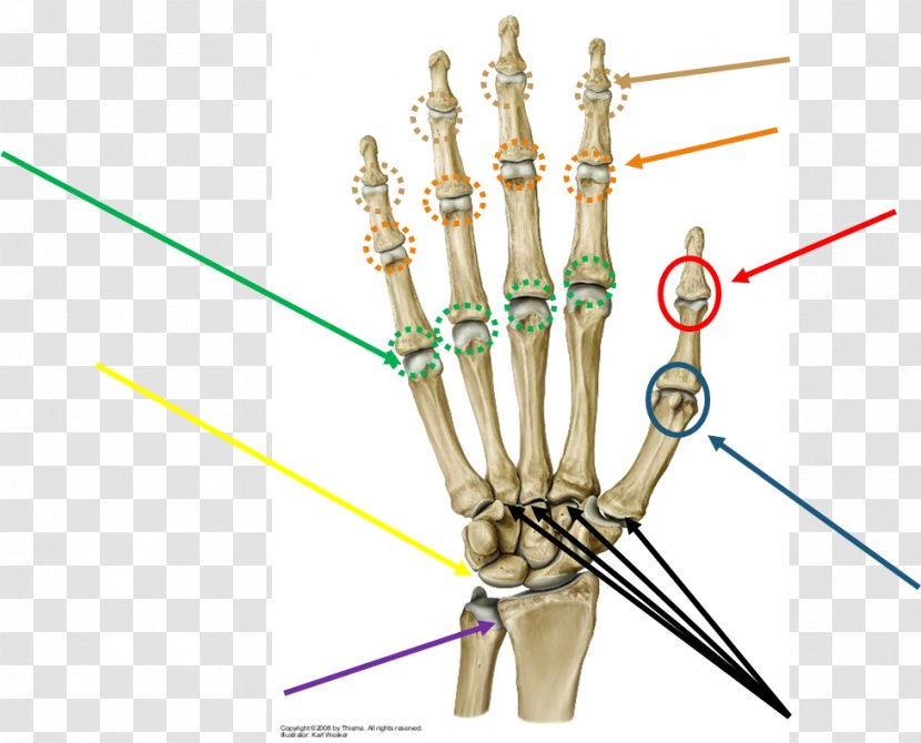 Prometheus LernAtlas Der Anatomie Metacarpophalangeal Joint Anatomy Finger - Organism Transparent PNG