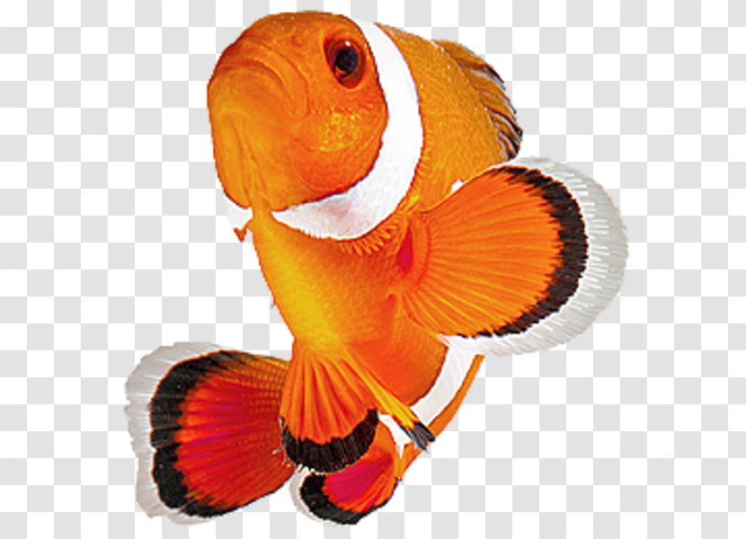 Clownfish Akwarystyka Morska Photography - Goldfish - Fish Transparent PNG