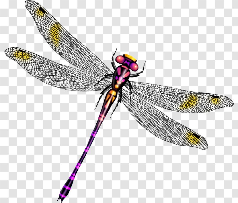 Dragonfly Clip Art - Fly - Beautiful Wings Transparent PNG