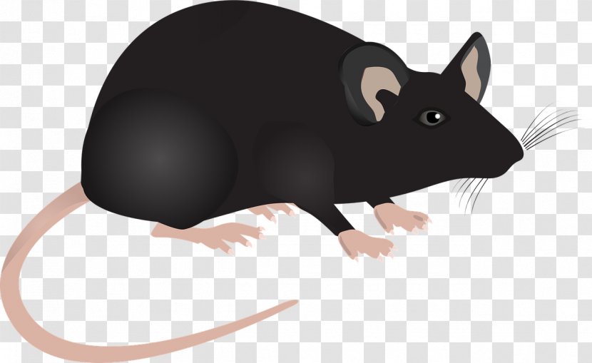 Computer Mouse Laboratory Rat Murids - Fauna - Decoration Transparent PNG