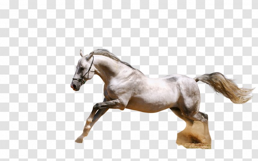 Arabian Horse Andalusian White Wallpaper - Bridle Transparent PNG