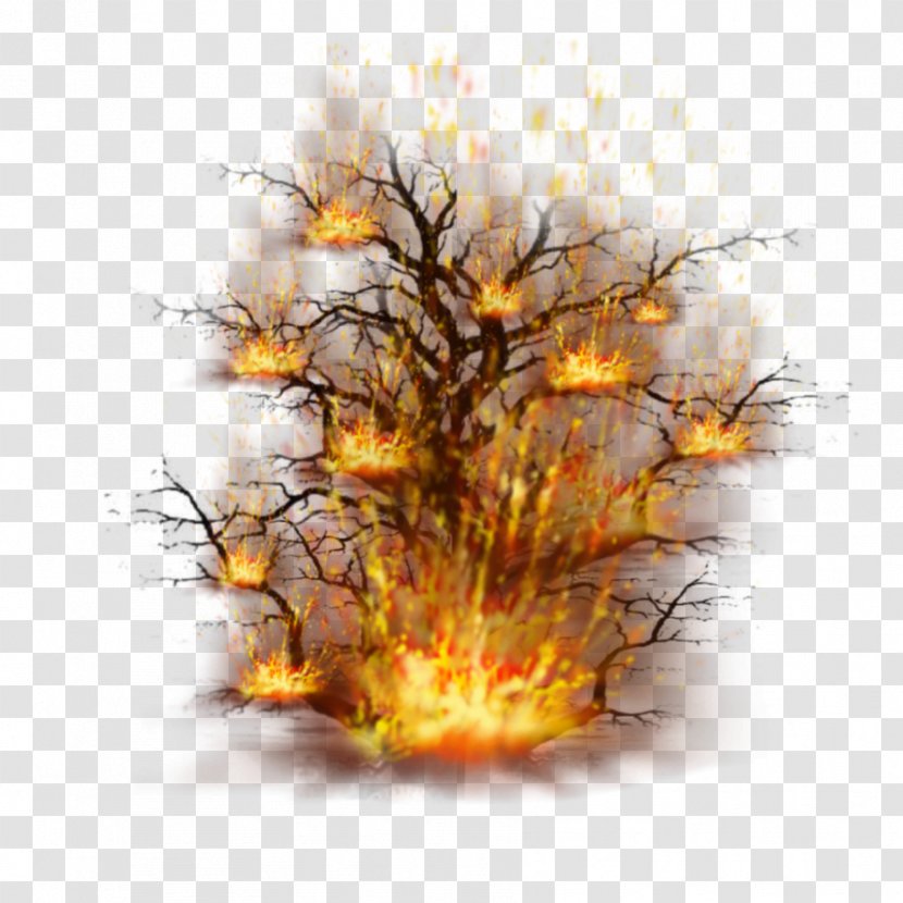 Desktop Wallpaper Computer Branching - Burning Bush Transparent PNG