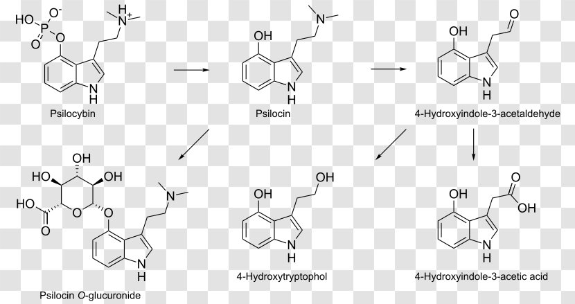 Psilocybin Mushroom N,N-Dimethyltryptamine Psilocin Molecule - Watercolor - Color Level Diagram Transparent PNG