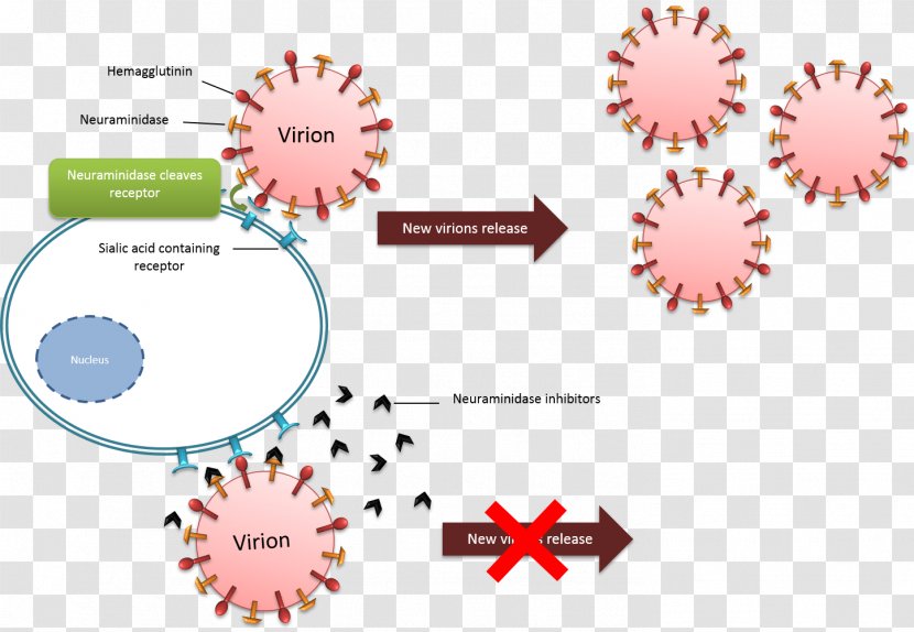 Neuraminidase Inhibitor Influenza Oseltamivir Virus - Receptor - Action Transparent PNG
