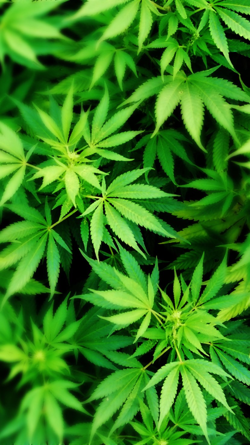 IPhone Cannabis Smoking Desktop Wallpaper 420 Day - Iphone Transparent PNG