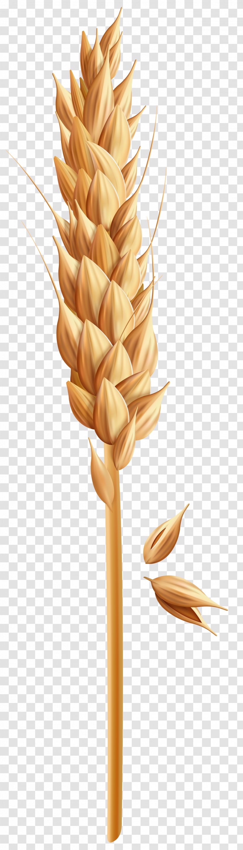 Clip Art Cereal Image Wheat - Grass Family Transparent PNG