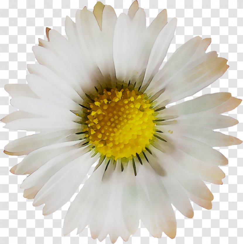 Oxeye Daisy Chrysanthemum Roman Chamomile Marguerite Family Transparent PNG