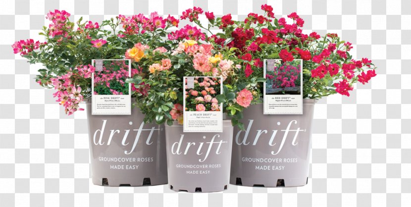 Rose Floral Design Groundcover Cut Flowers - Drift Roses Slope Transparent PNG