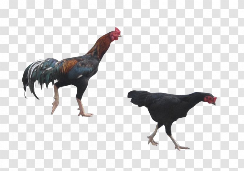 Rooster Chicken DeviantArt Digital Art - Poultry Transparent PNG