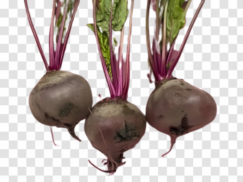 Beet Beetroot Radish Vegetable Turnip - Food Rutabaga Transparent PNG