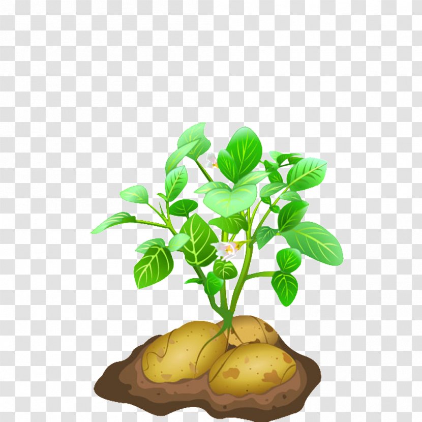Vegetable Potato Plant Clip Art - Sweet - Raindrop 0 1 17 Transparent PNG