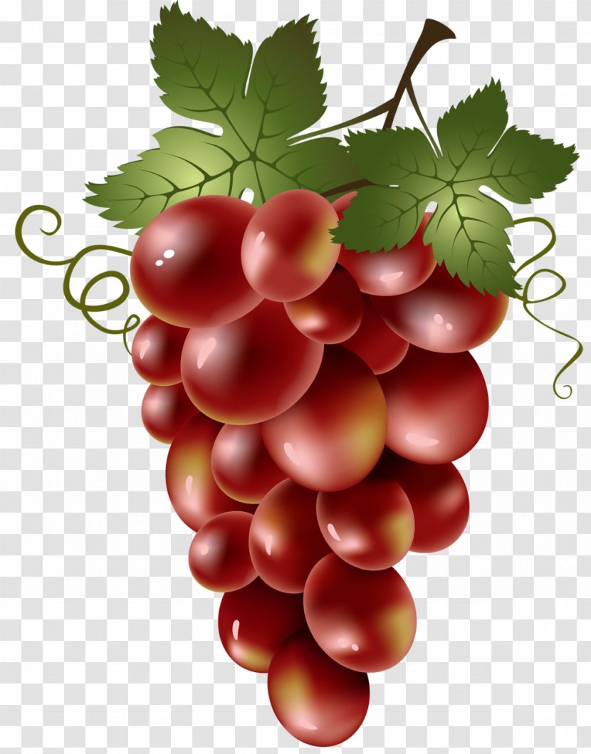 Red Wine Common Grape Vine Clip Art - Vintage - Grapes Transparent PNG