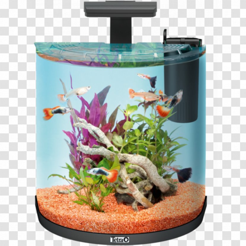 Aquarium Tetra Goldfish Liter Pet - Aquriam Transparent PNG