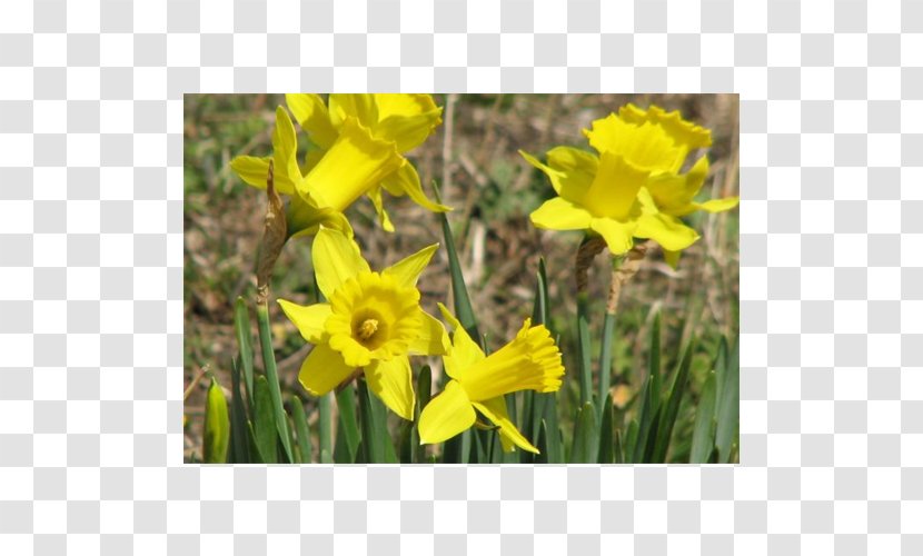 Narcissus Meadow Wildflower Lawn Mustard - Plant - Flowering Transparent PNG
