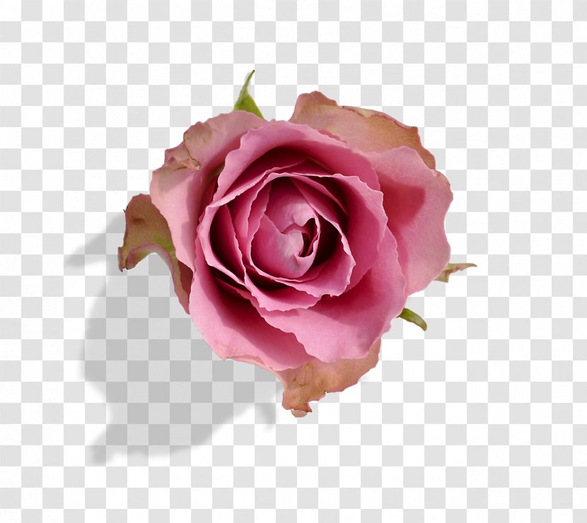 Garden Roses Cabbage Rose Einführung In Die Vererbungslehre Quotation Floribunda - Truth Transparent PNG