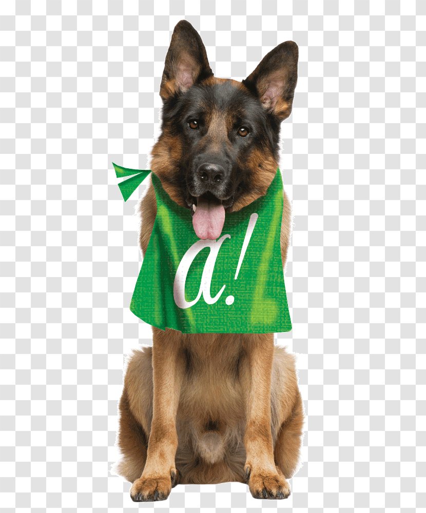 German Shepherd Belgian Border Collie Tervuren Herding Dog - Labrador Retriever - Berger Allemand Transparent PNG