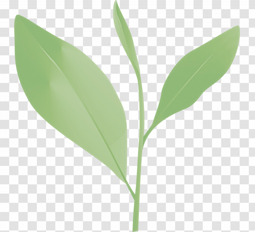 Tea Leaves Leaf Spring Transparent PNG