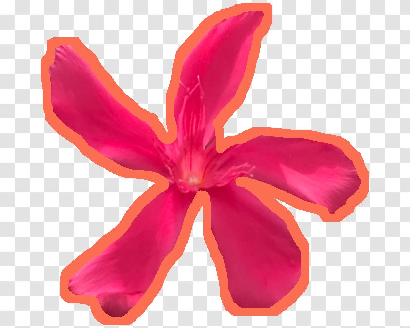 Flowering Plant Pink M - Flower - Petal Transparent PNG