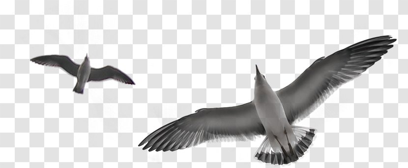 Bird Silhouette - Skua - Beak Gull Transparent PNG
