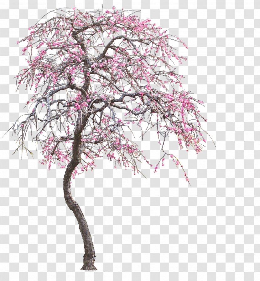 Tree - Blossom - Flower Transparent PNG