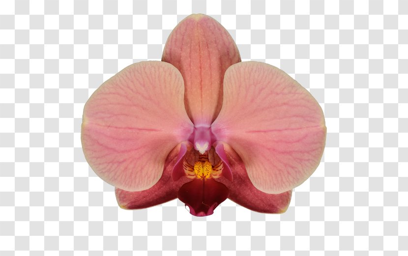 Cattleya Orchids Phalaenopsis Aphrodite Moth Stolk Flora - Plant Transparent PNG