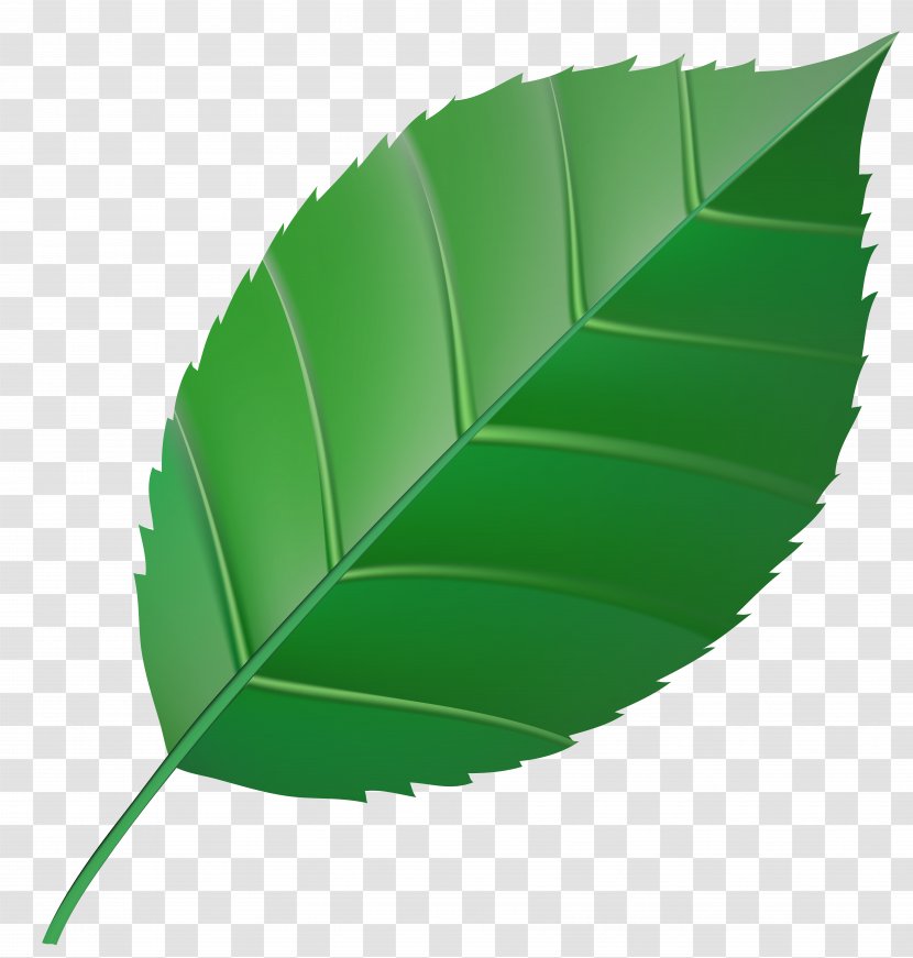 Autumn Leaf Color Green Clip Art - Maple - Transparent Image Transparent PNG