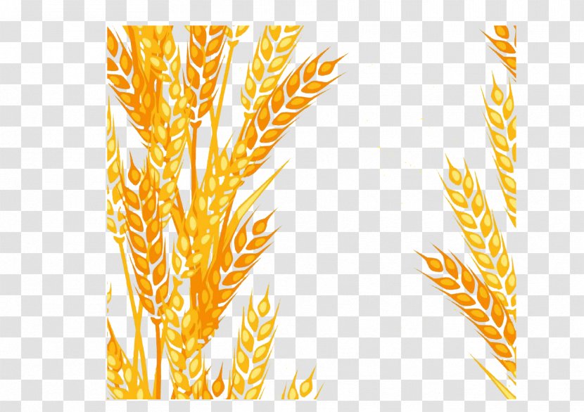 Animation Clip Art - Grass Family - Wheat Decorative Pattern Transparent PNG