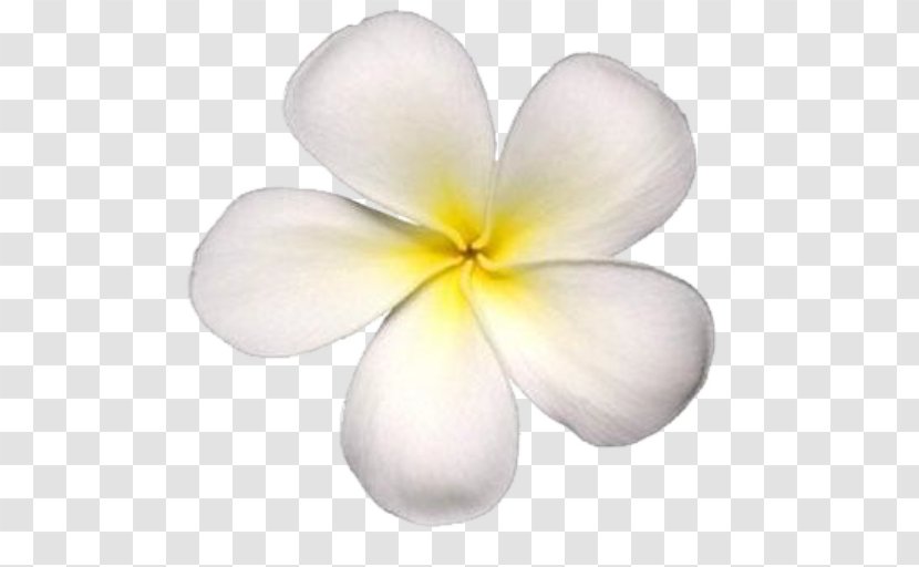 Petal Frangipani Maui Flower Photography - Plant Transparent PNG