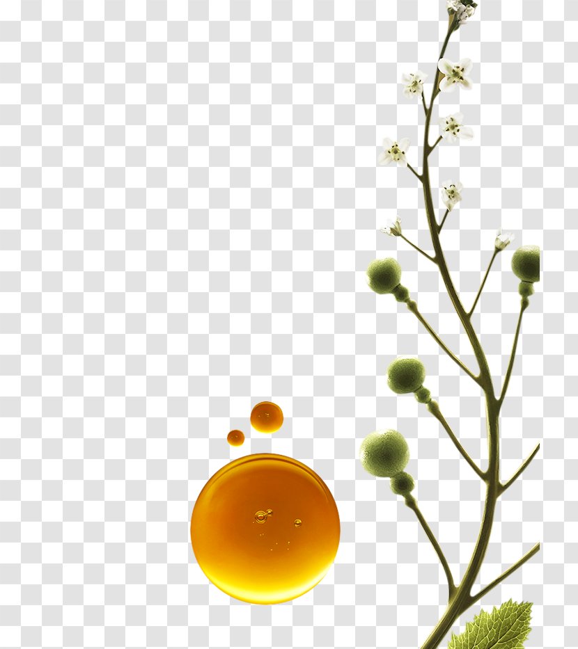 Al-Habash Laboratory Oil Botany Camelina Sativa - Marigolds Transparent PNG