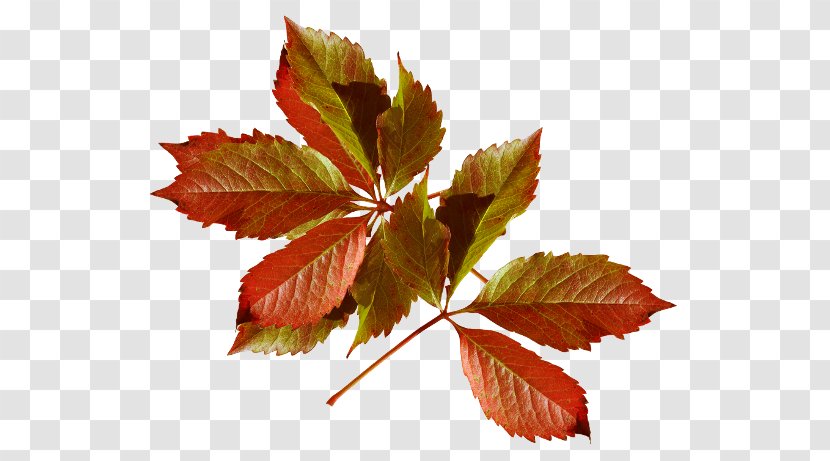 Autumn Leaves Leaf Color Desktop Wallpaper - Floral Design Transparent PNG