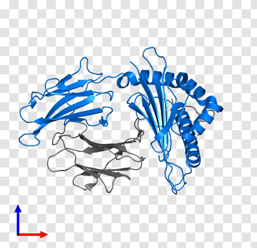 Beta-2 Microglobulin Human Leukocyte Antigen MHC Class I Transmembrane Protein - Cartoon - Major Histocompatibility Complex Transparent PNG