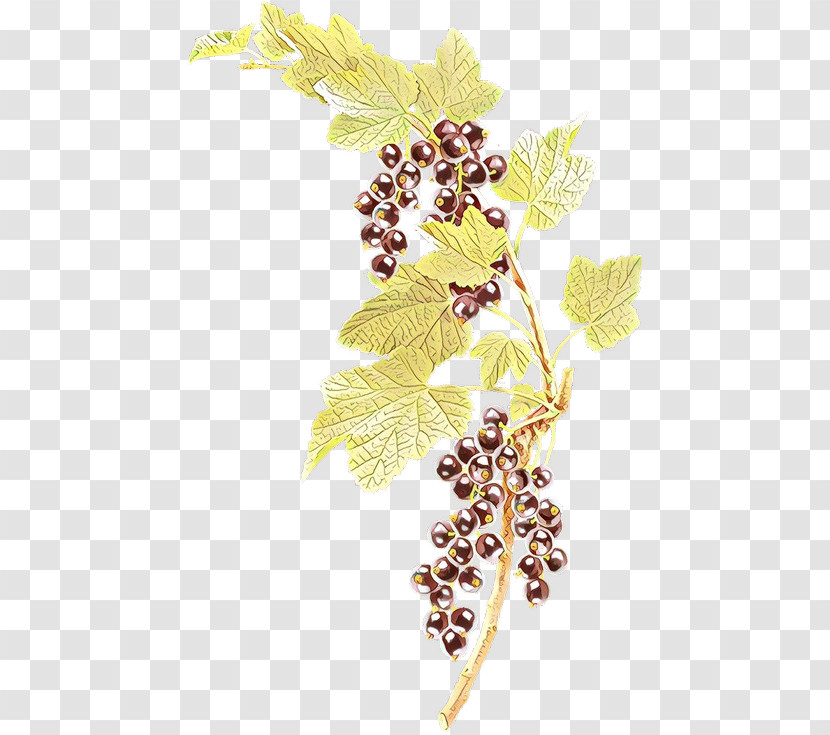 Grape Grape Leaves Grapevine Family Plant Leaf Transparent PNG