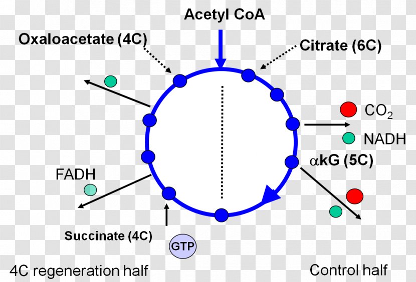 Citrat-Shuttle Biochemistry Fatty Acid Synthesis Citric Cycle Transparent PNG