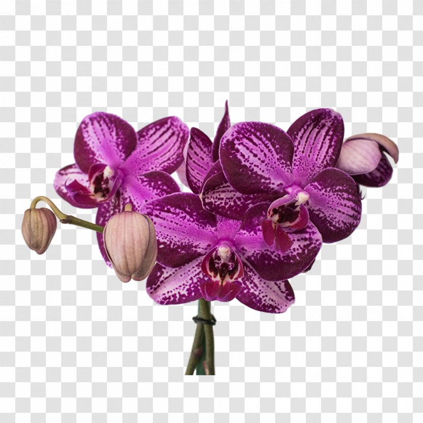 Moth Orchids Cut Flowers Plastic - Calculadora Transparent PNG
