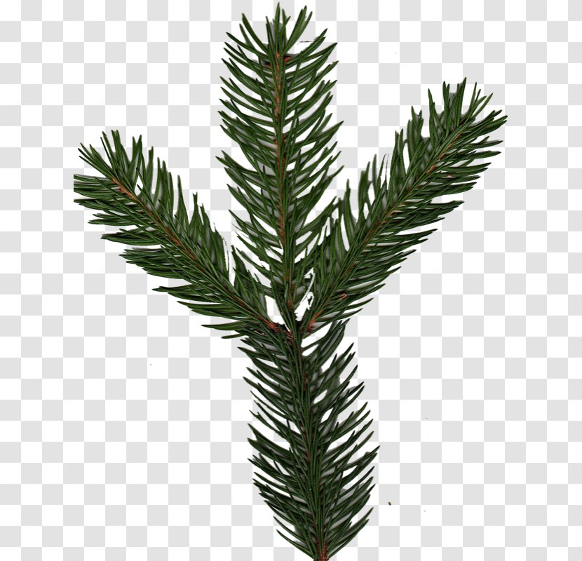 Spruce Pine Fir Yews Evergreen - Family - Coltsfoot Transparent PNG