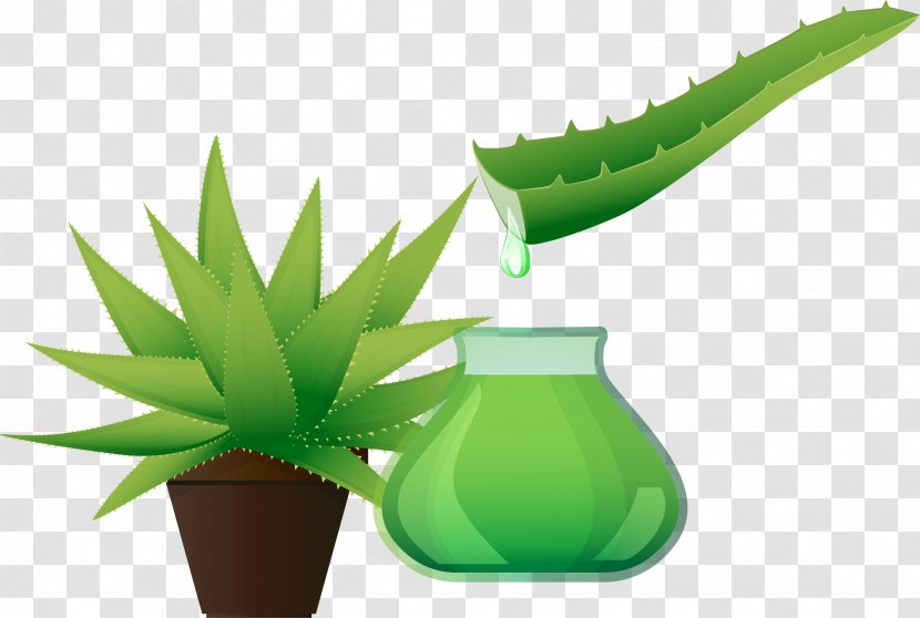Vector Hand-painted Aloe Extract - Vera Transparent PNG
