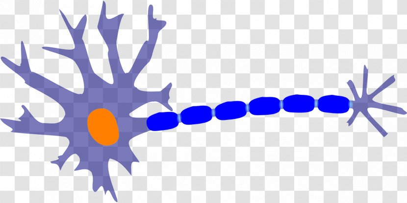 Nerve Neuron Nervous System Cell Clip Art - Growth Factor Transparent PNG