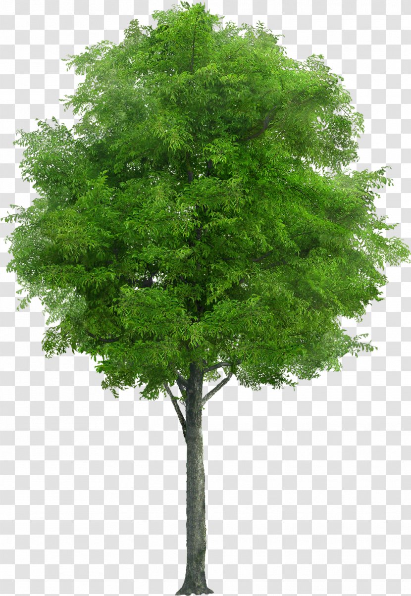 Tree Stock Photography Drawing Plant - Woody Transparent PNG