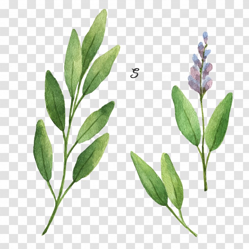 Common Sage Stock Illustration Drawing - Watercolor Painting - Plant Transparent PNG