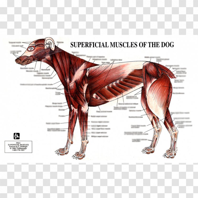 Dog Anatomy Muscle Human Body - Silhouette Transparent PNG