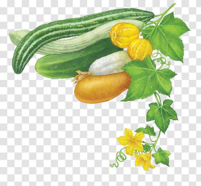 Cucumber Vegetable Summer Squash Mustard Plant Zucchini - Recipe Transparent PNG