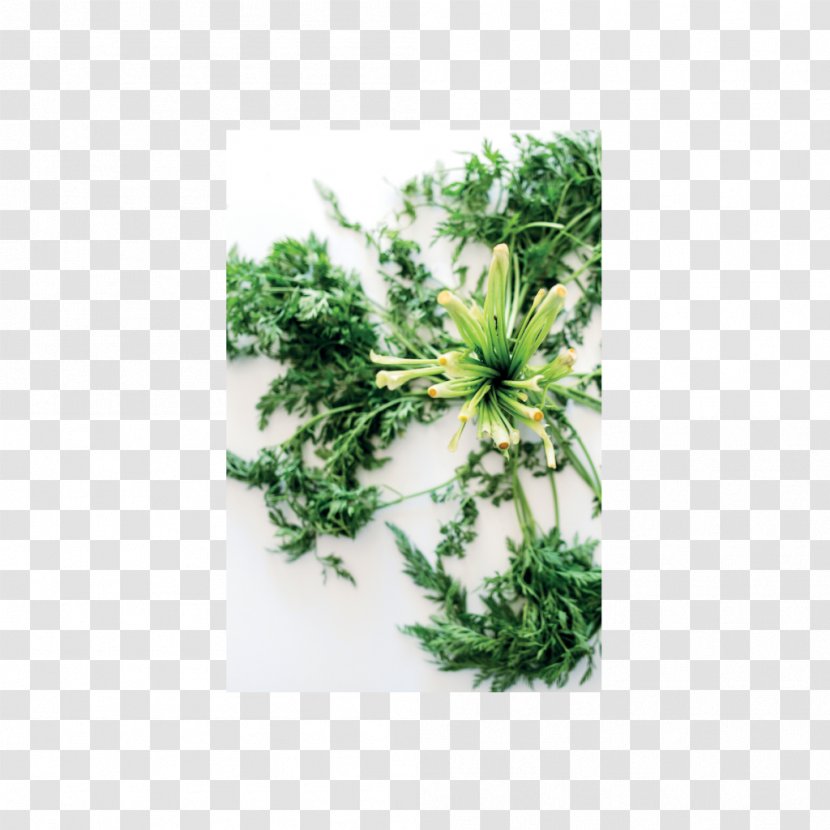 Les épluchures : Tout Ce Que Vous Pouvez En Faire Cuisine, Jardin, Beauté, Soins Ouvrage Herbalism Waste House Transparent PNG