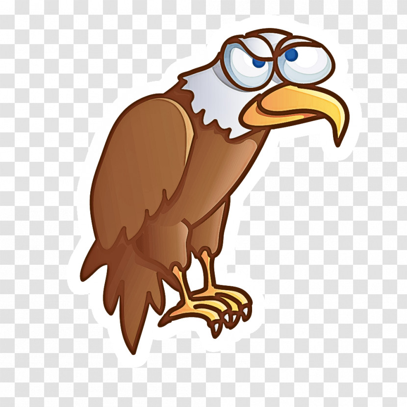 Bird Bald Eagle Bird Of Prey Eagle Beak Transparent PNG